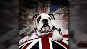 British bulldog portrait Union Jack Bartley studios