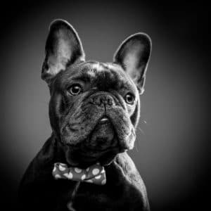 black and white portrait of a french bulldog pet portrait taken at Bartley Portrait Studios in liverpool