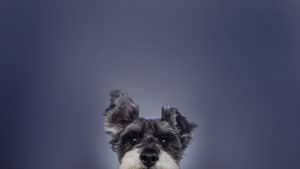 pet photographer portrait dogs ear up