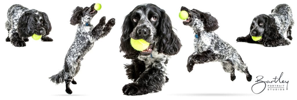 Cocker Spaniel studio portrait