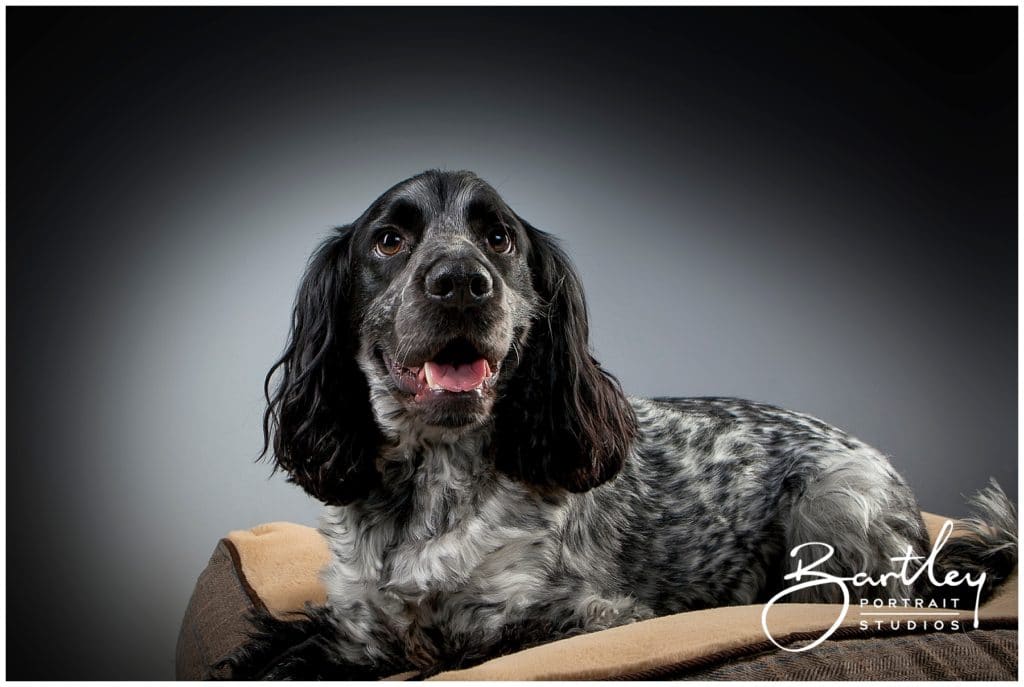 Cocker Spaniel studio portrait