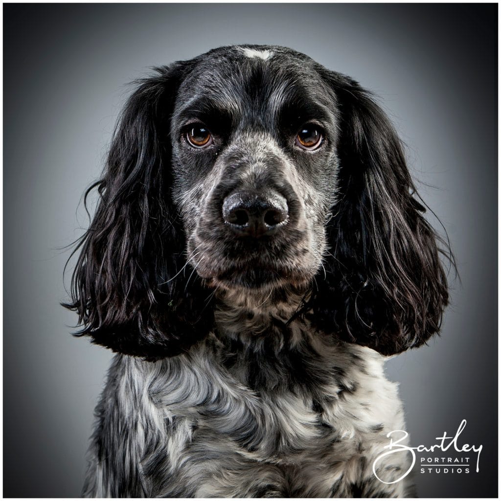 Cocker Spaniel studio portrait