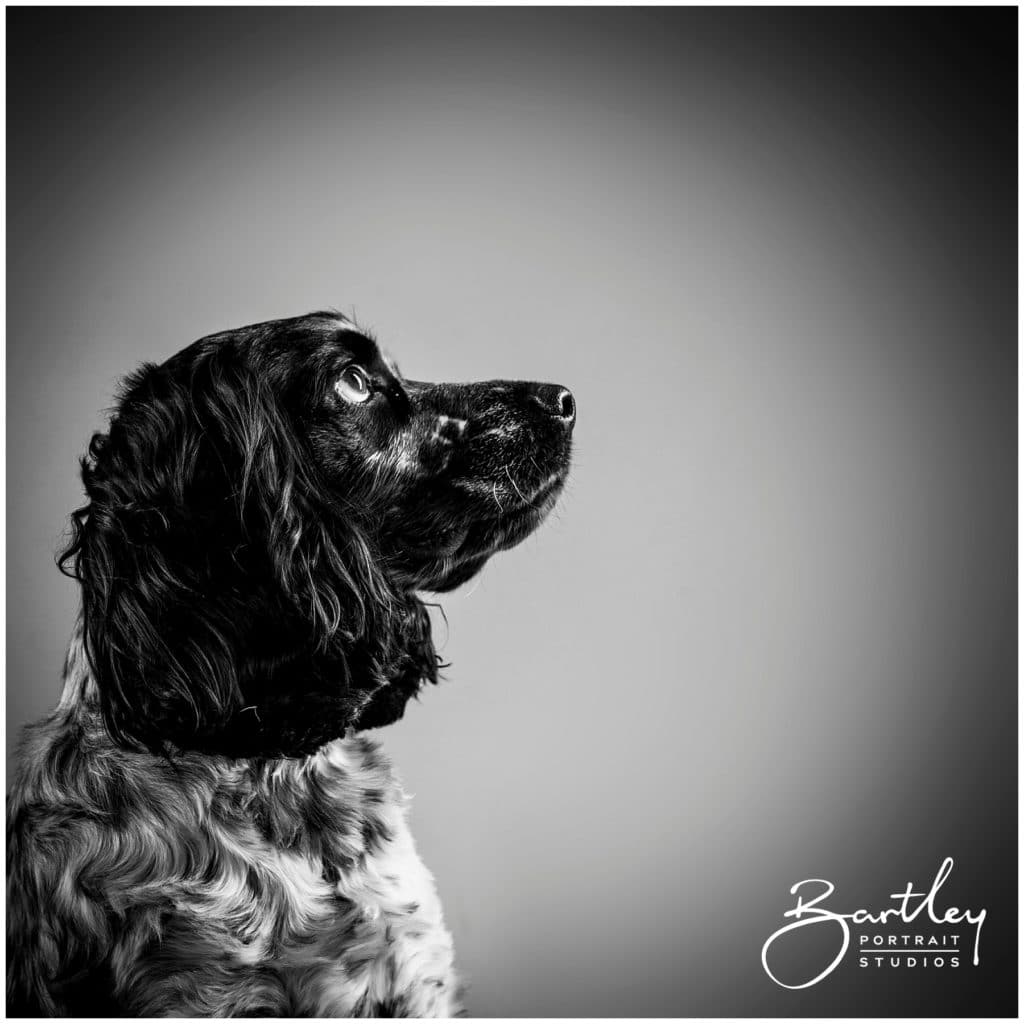 Cocker Spaniel studio portrait