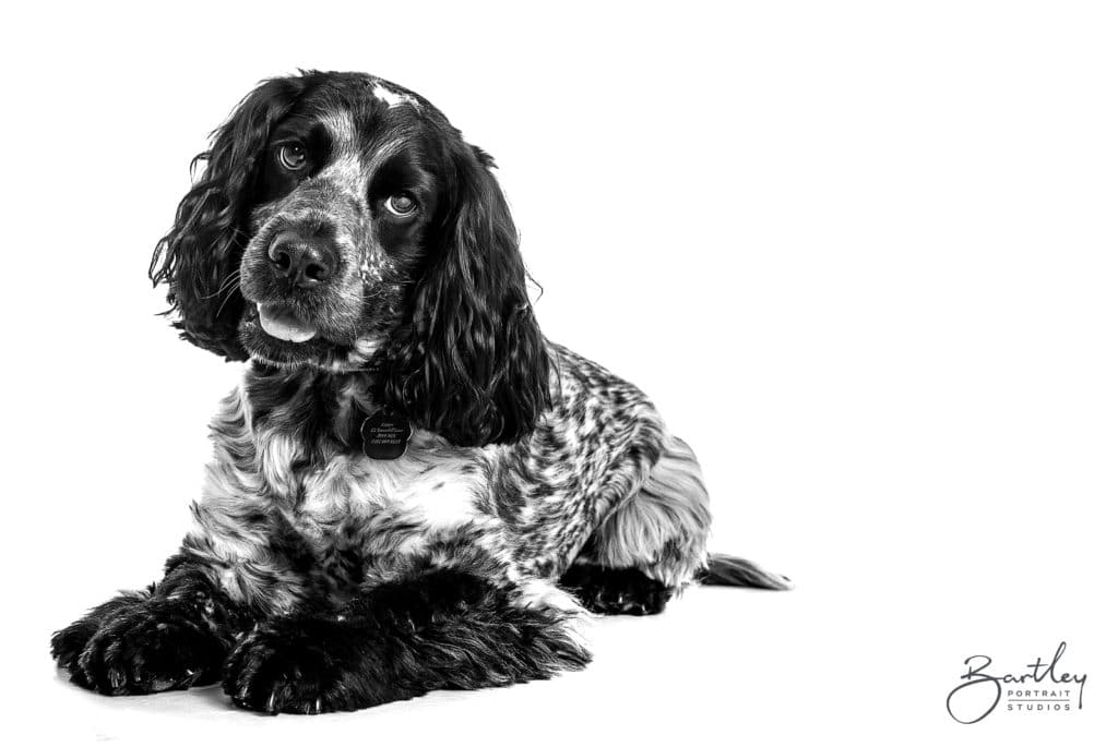 Cocker Spaniel with tenis ball