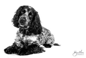 Cocker Spaniel with tenis ball