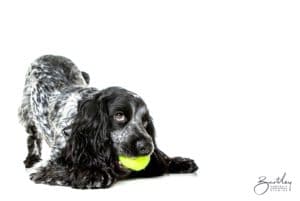 Cocker Spaniel with tenis ball