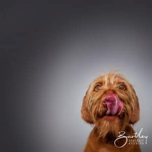 Hungarian Rizzler pet dog portrait cheshire