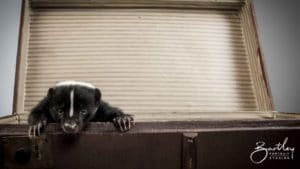 skunk portrait taken in studio in warrington
