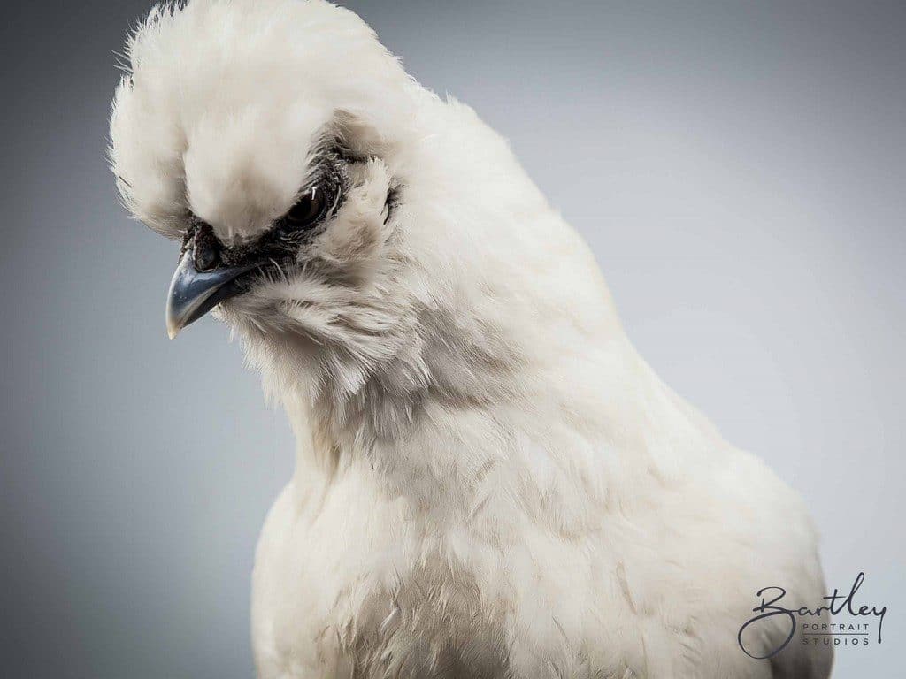 pet portrait of a chicken