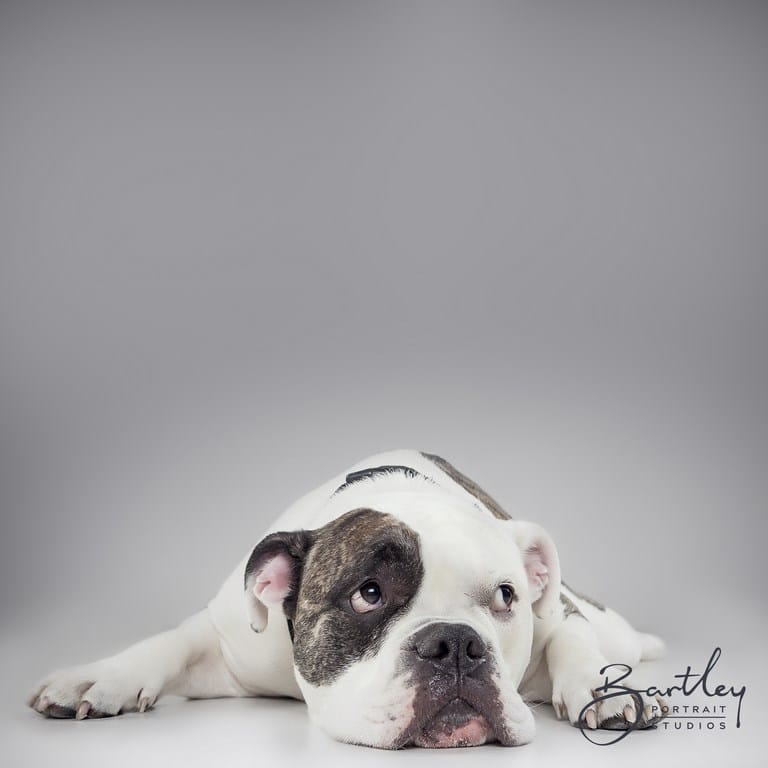 Bulldog portrait studio manchester