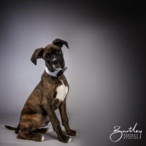 boxer dog cute portrait studio