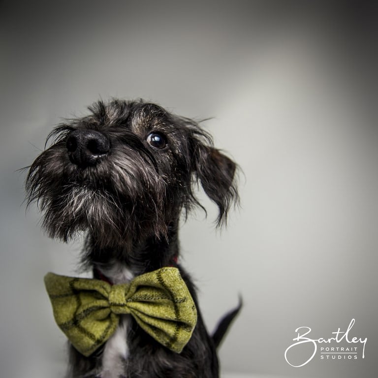 jackapoo portrait dog wearing bow tie