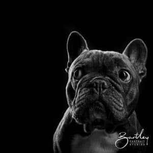 black and white portrait of a French Bulldog