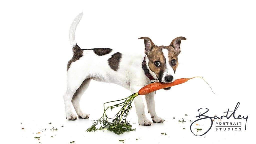 Jack Russell dog portrait with carrot