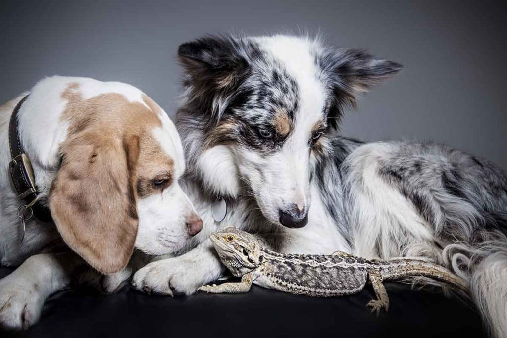 two dogs and lizard studio photo shoot sheepdog pets animals