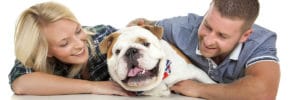 british bulldog with owners couple cuddles bartley portrait studios cheshire