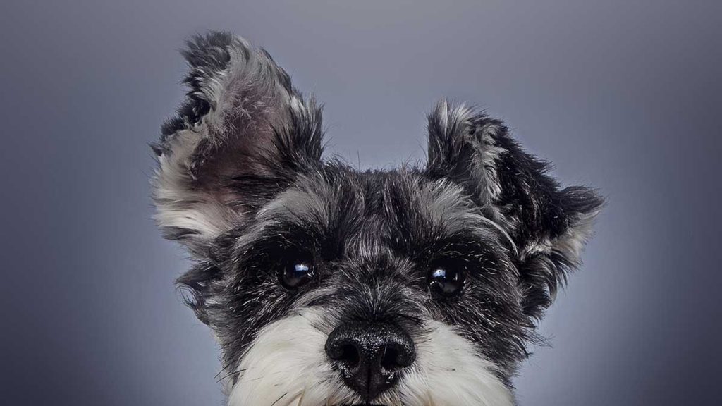 schnauzer dog ears close up head shot studio portrait cute fluffy