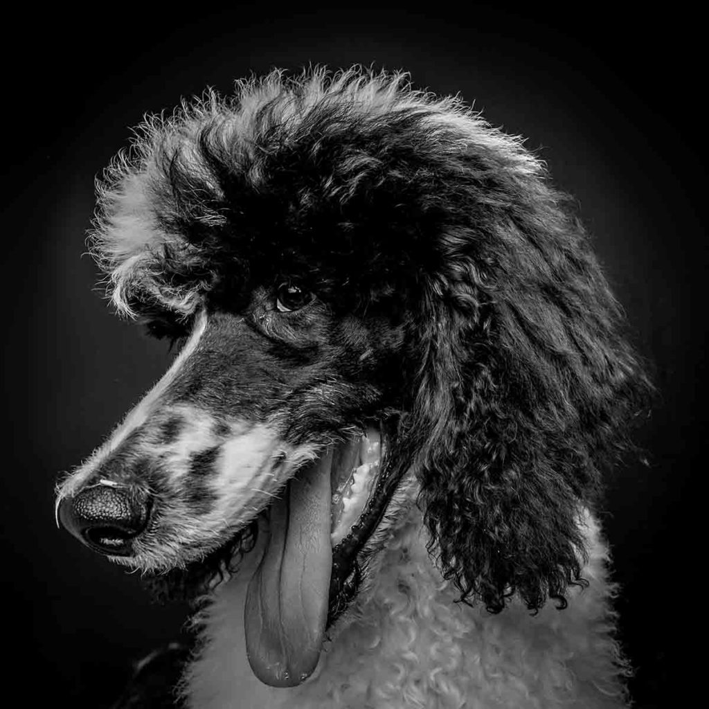 poodle studio portrait black and white dog photo shoot