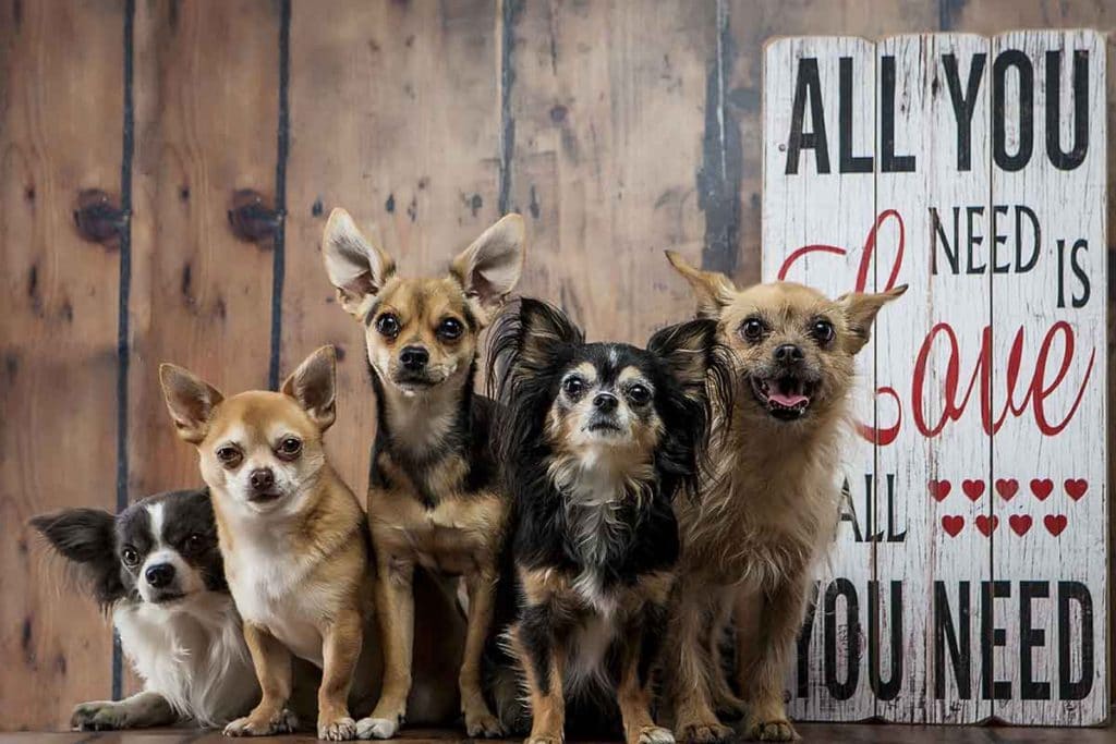 group of five chihuahuas cute miniture dogs studio photo shoot love quote