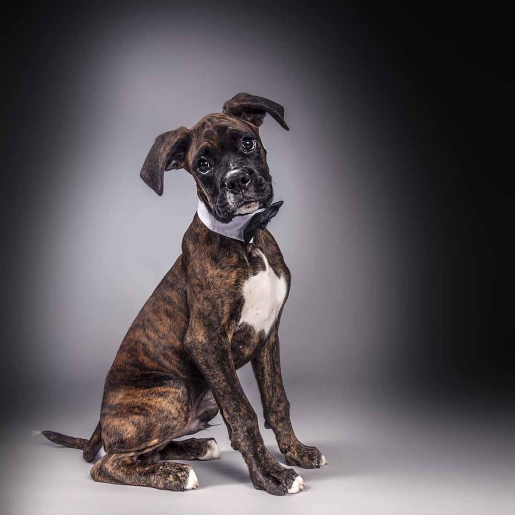 boxer dog in bow tie handsome smart studio portrait