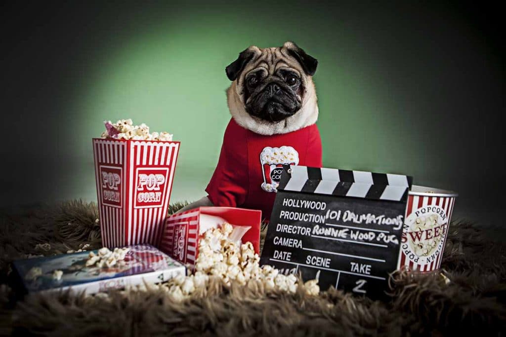 pug in jumper cinema theme studio portrait shoot