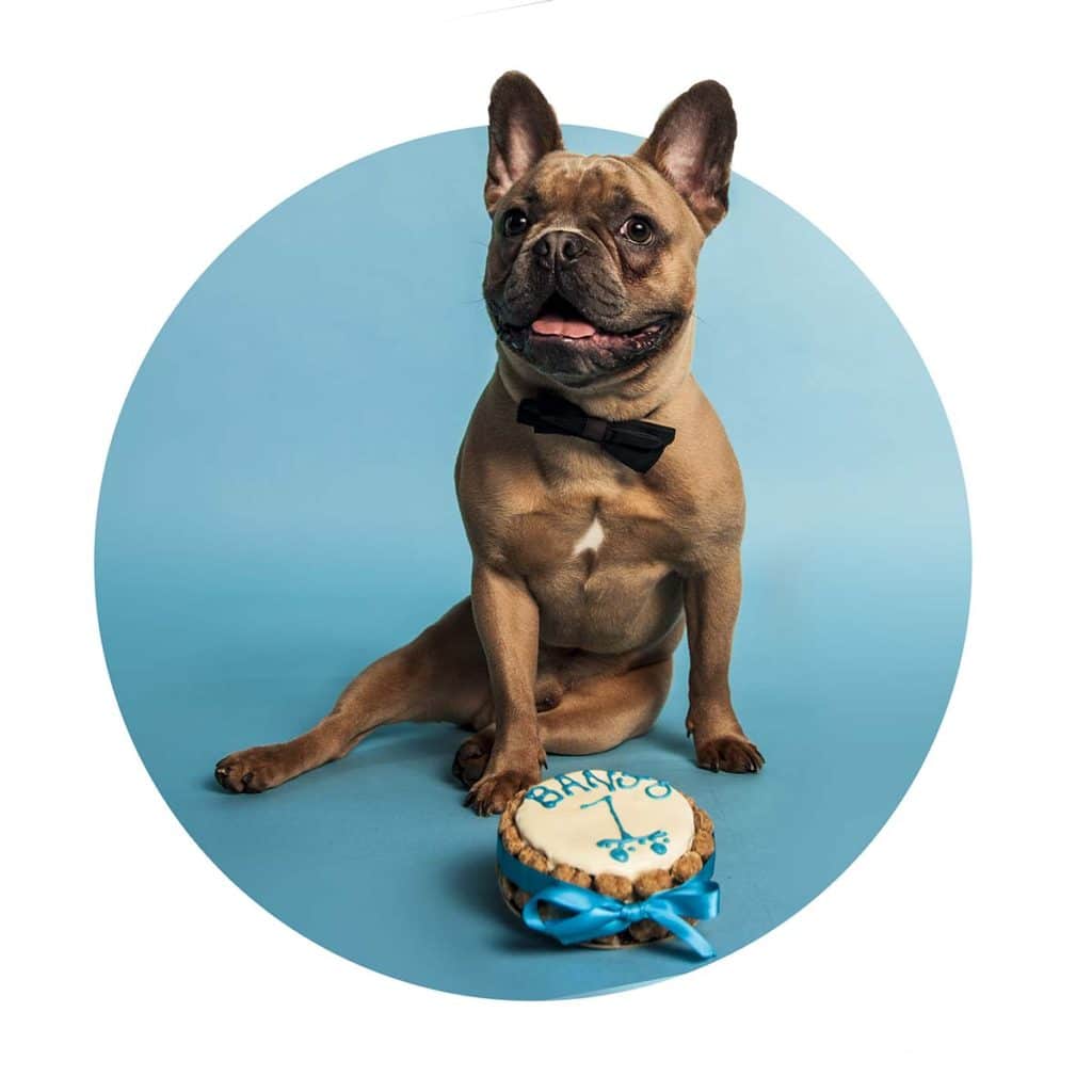 french bulldog with birthday cake happy studio portrait photo blue colourful bow tie