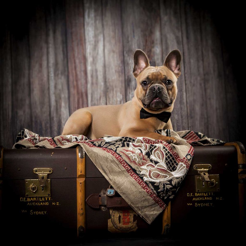 french bulldog in bow tie suitcase blanket colour photography studio shoot