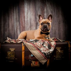 French Bulldog Portrait Photographer Bartley Studios