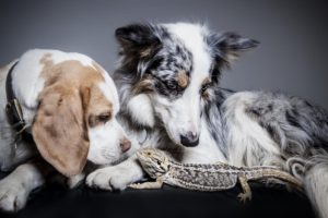 a portrait of two dogs and a lizard bartley studios
